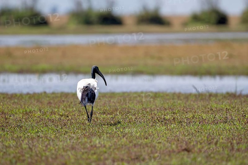 African sacred ibis