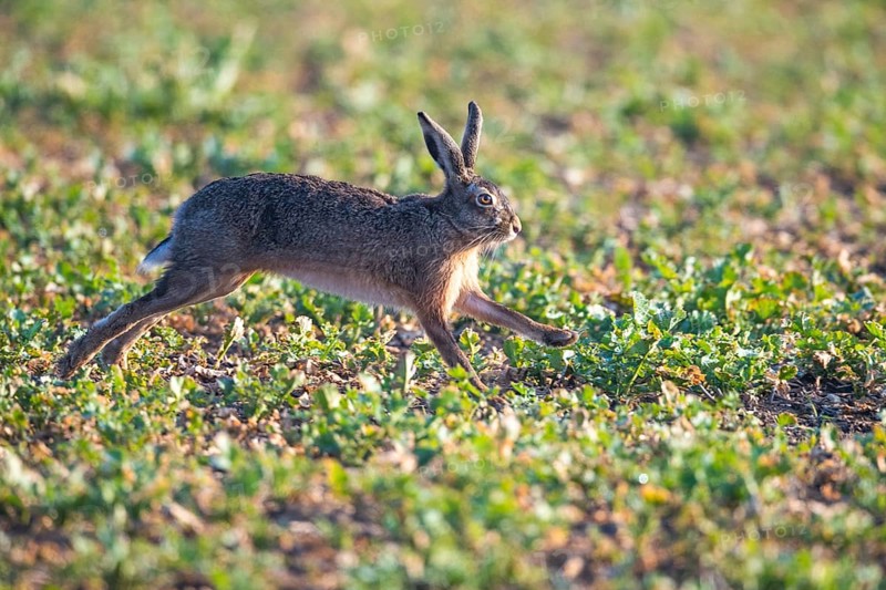 Brown hare