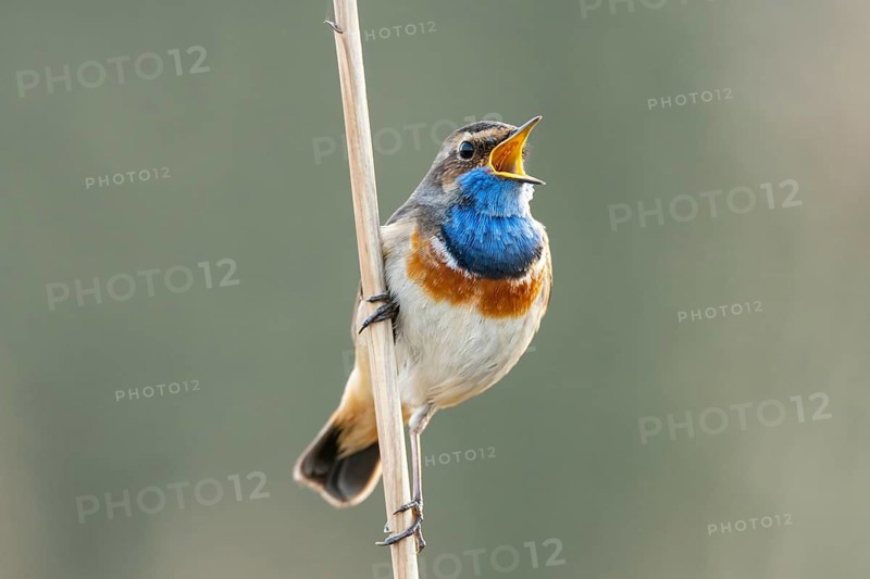 Mating bluethroat