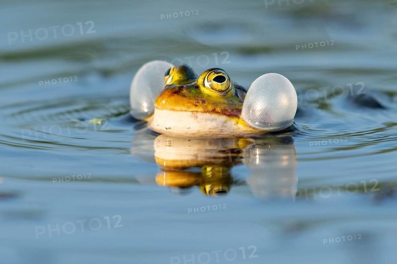 Green frog