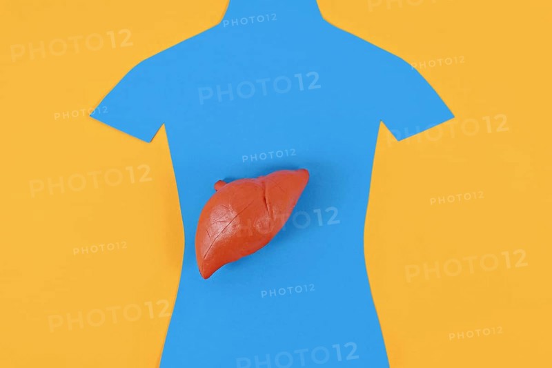 Liver organ model on blue person shaped silhouette