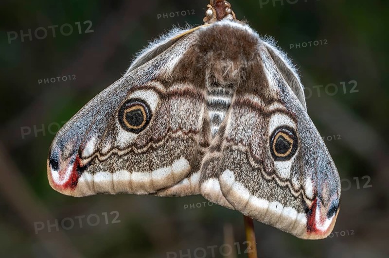 Female small emperor moth