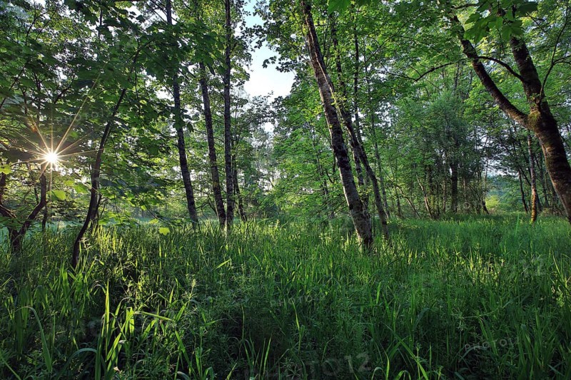 Alluvial forest in May at sunrise