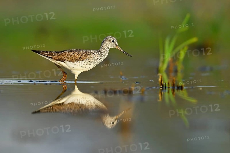 Common greenshank