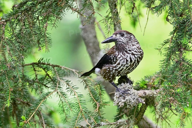 Spotted nutcracker