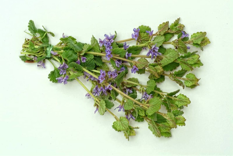 Medicinal plant Gundermann
