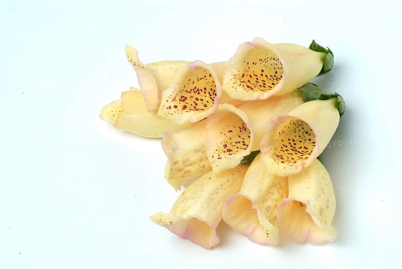 Big-flowered foxglove
