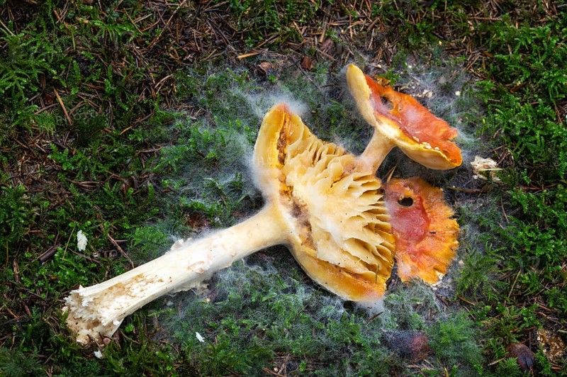 Red fly agaric