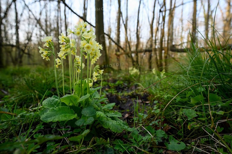 True oxlip