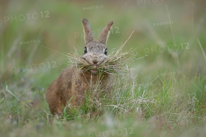 Rabbit