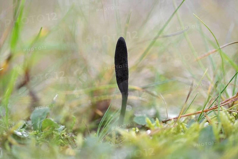 Black Earth Tongue