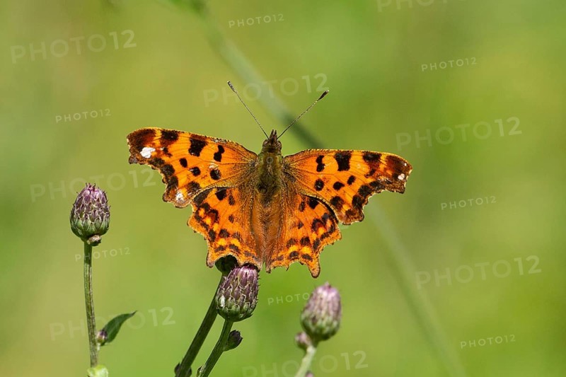 C butterfly Butterfly with open wings sitting on purple flower from behind
