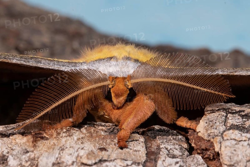 Japanese oak silk moth moth head portrait looking from the front