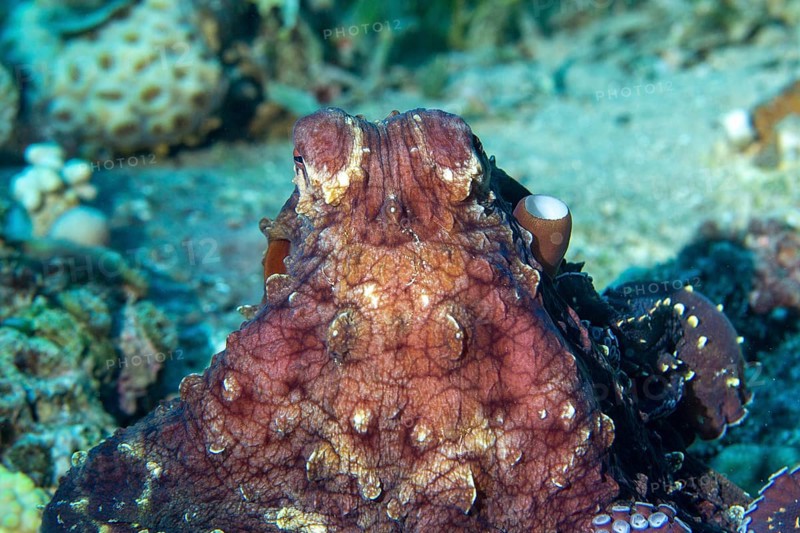 Common squid