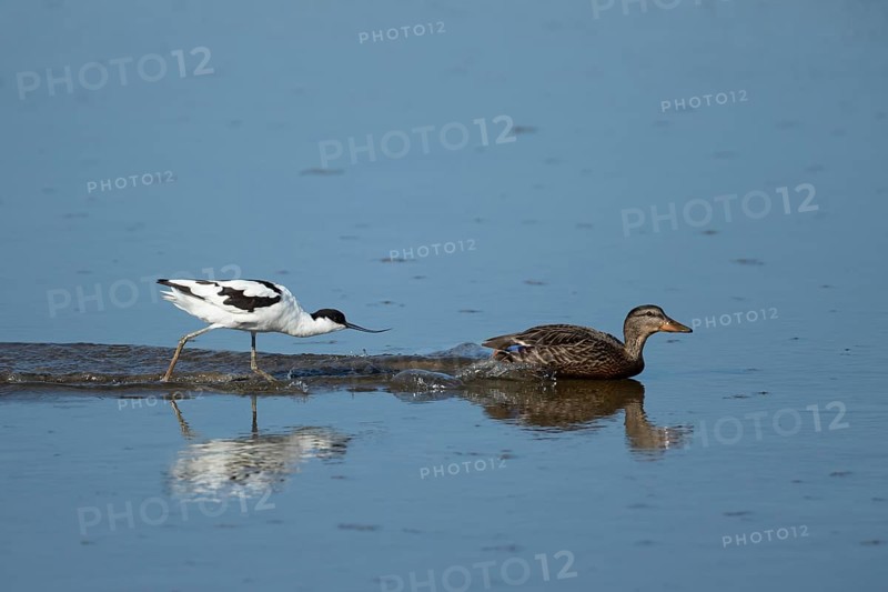 Avocet