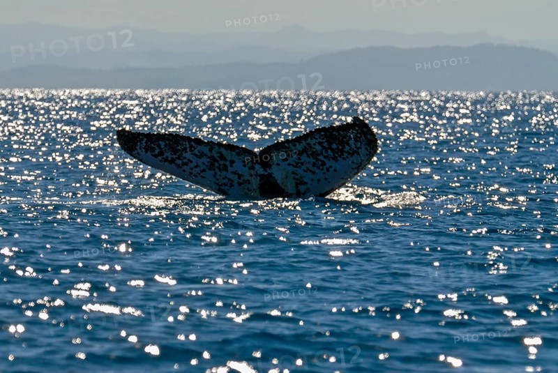 Humpback whale