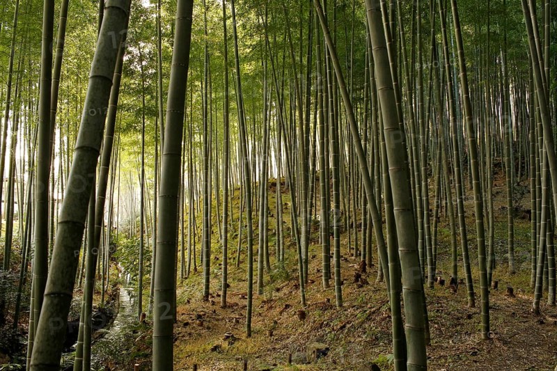 Stream and bamboo trunks in the Arashiyama Bamboo Forest in Kyoto