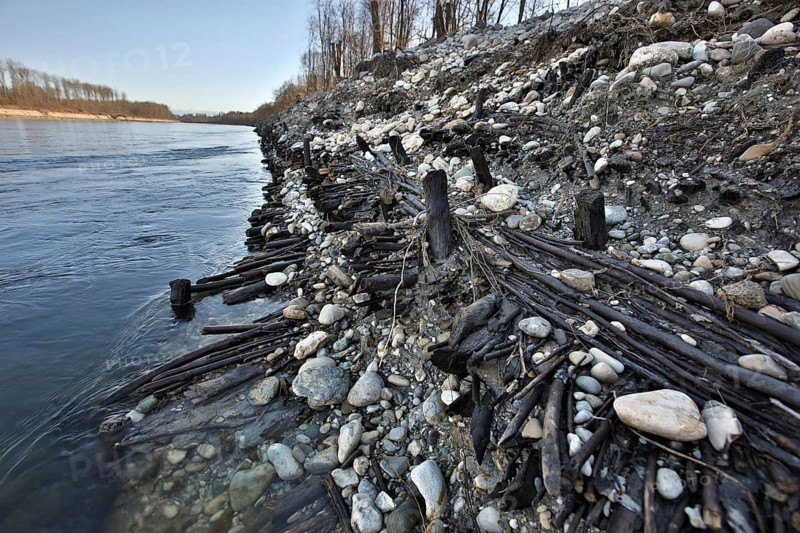 Exposed historic fascines on a river bank
