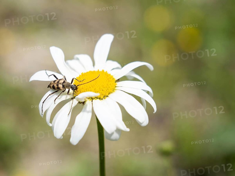 Marguerite