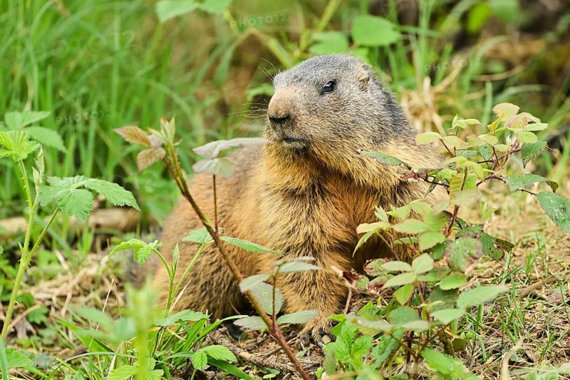 Alpine marmot