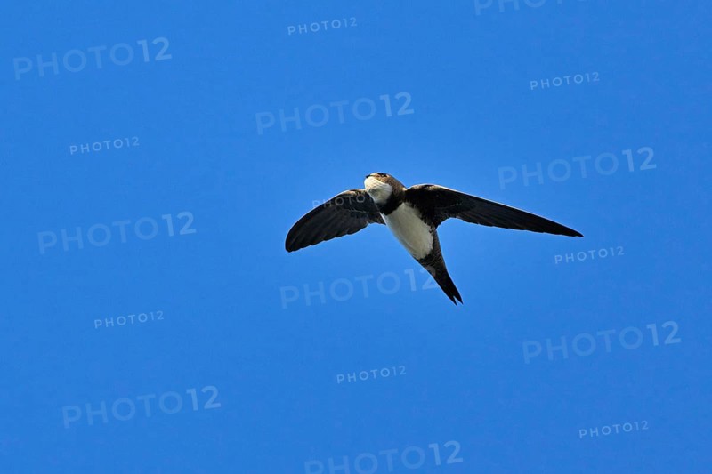 Alpine swift