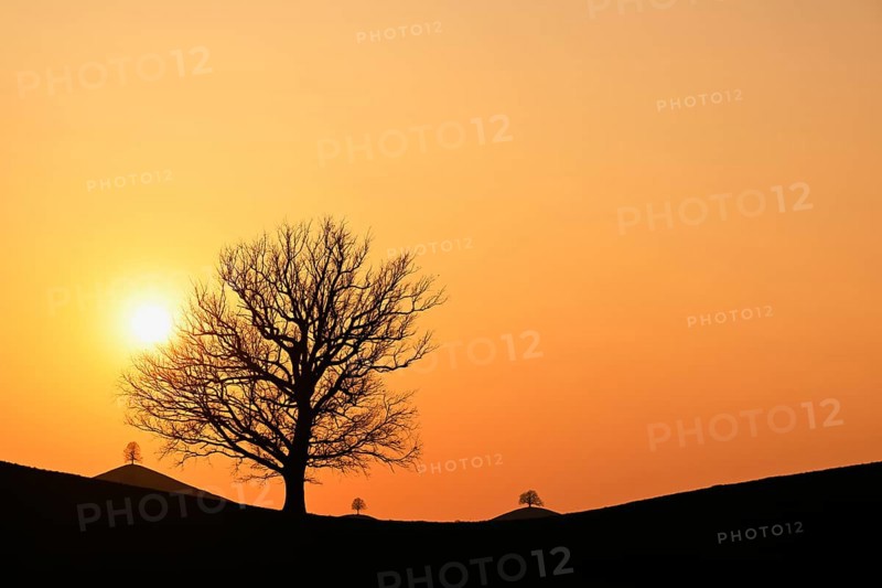 Silhouettes of an oak tree