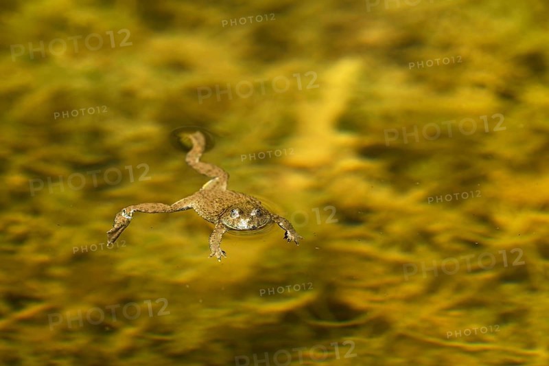 Yellow-bellied toad