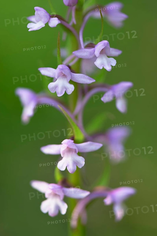 Fragrant orchid