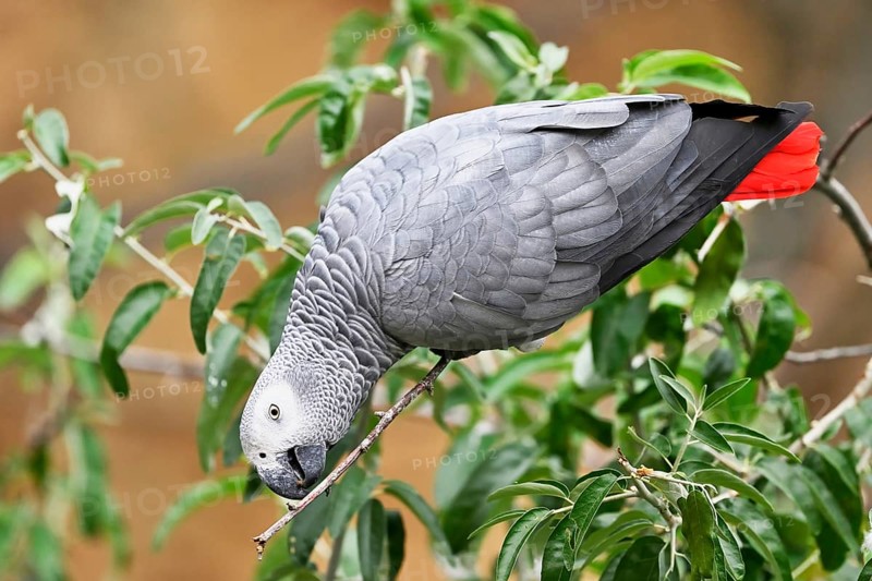African grey parrot