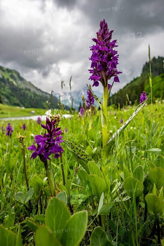 Western marsh orchid