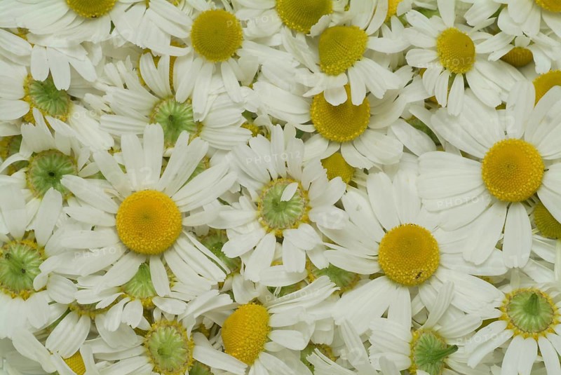 Medicinal plant Chamomile