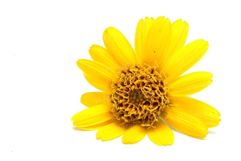Arnica