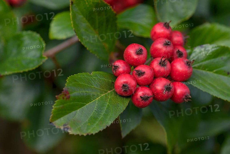 Fruits of the Whitebeam