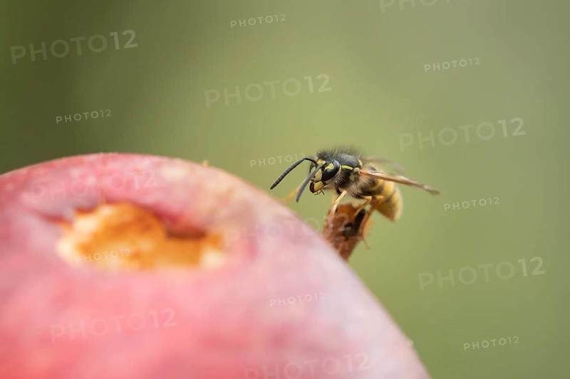 Common wasp