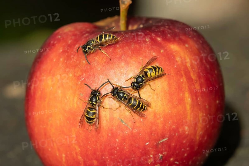 Common wasp
