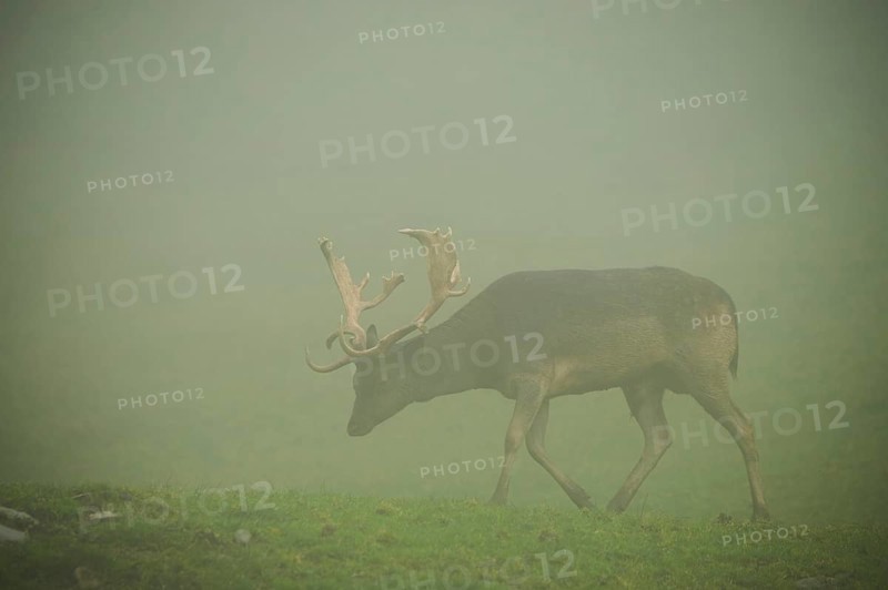 Damhirsch