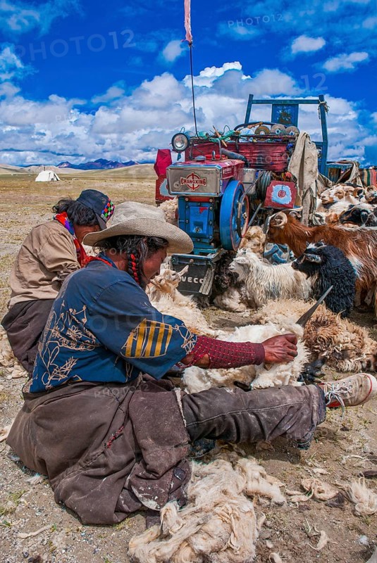 Tibetan shepards shaving sheeps along the road from Tsochen to Lhasa