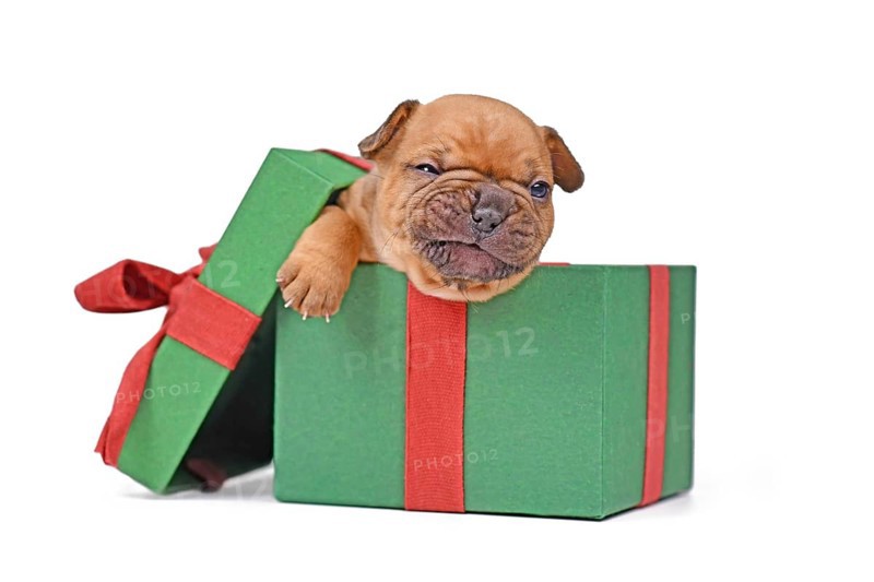 Funny red fawn French Bulldog puppy sitting in green Christmas gift box on white background