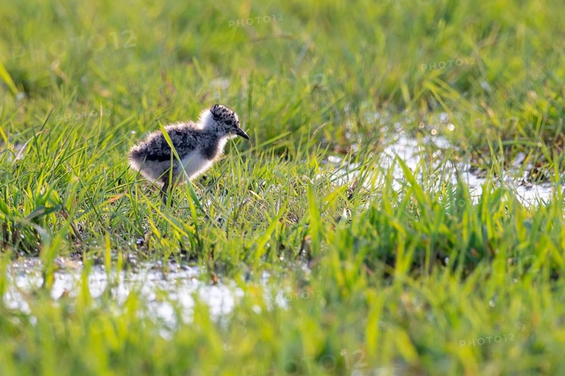 Young northern lapwing