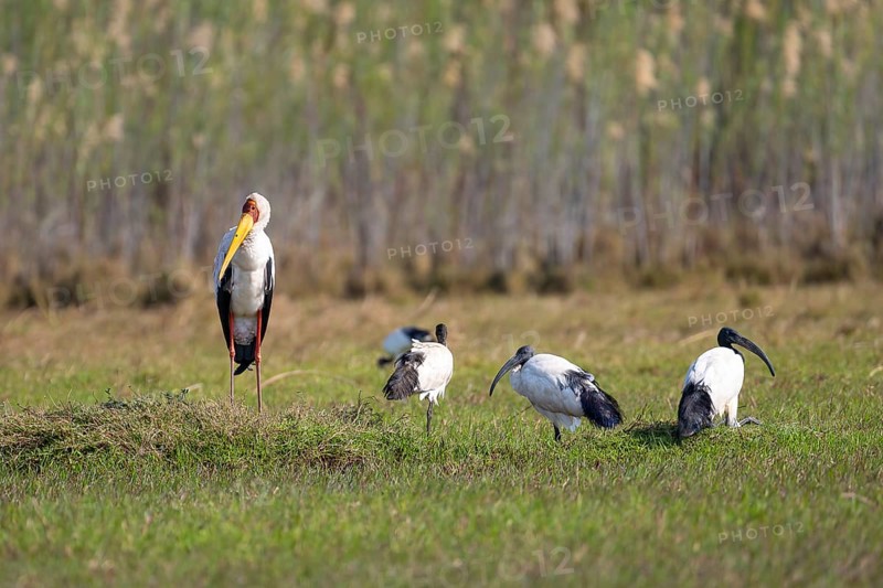 Yellow-billed stork