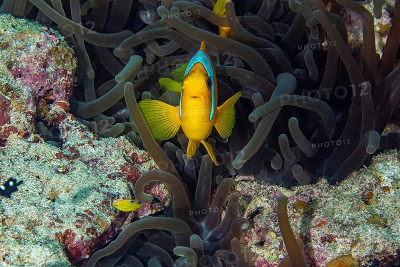 Red sea clownfish