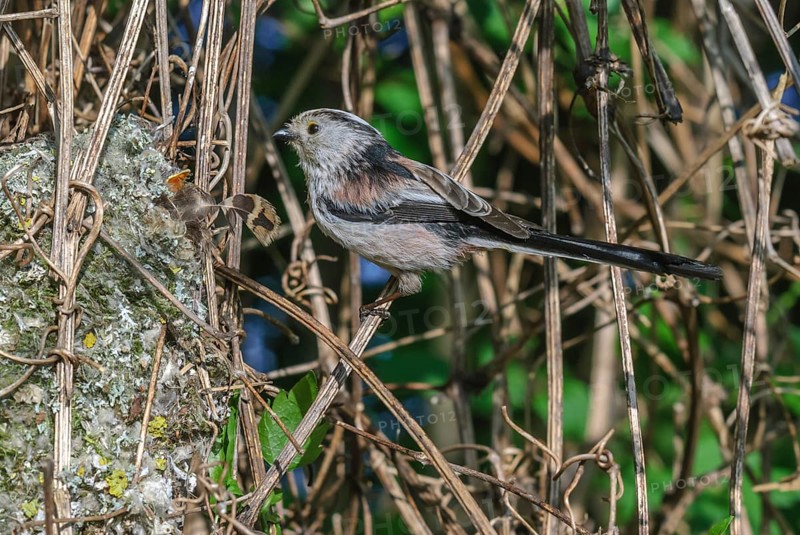 Long-tailed Tit