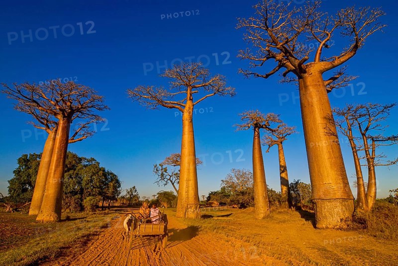 Ox cart at the Avenue de Baobabs near Morondavia
