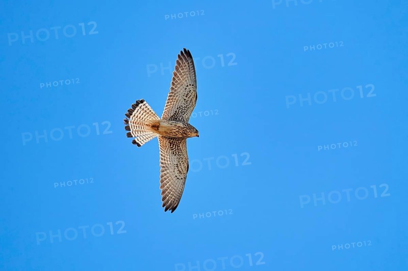 Lesser Kestrel