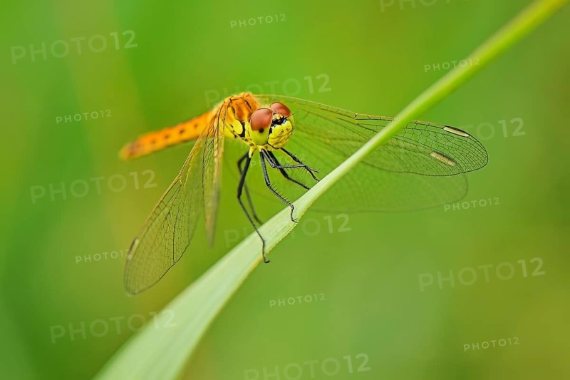 Spotted darter