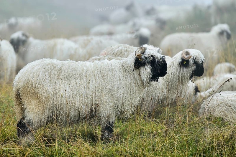 Valais black-nosed domestic sheep