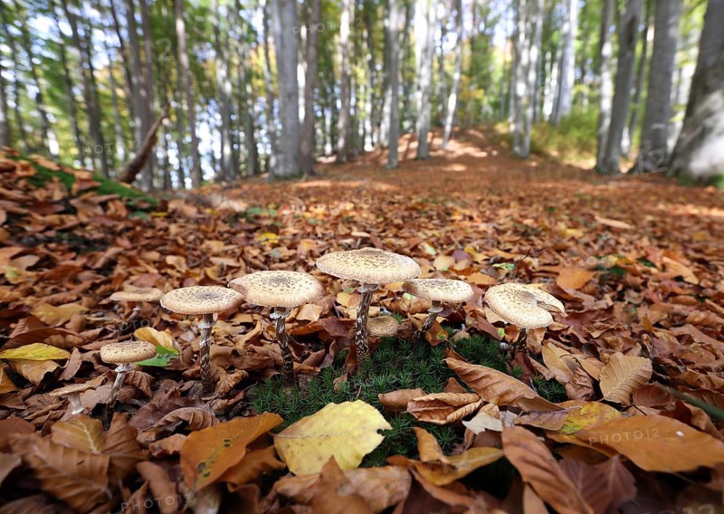 Fungi in an autumnal deciduous forest