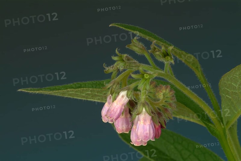 Medicinal plant common comfrey