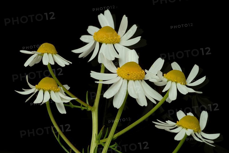 Medicinal plant Chamomile