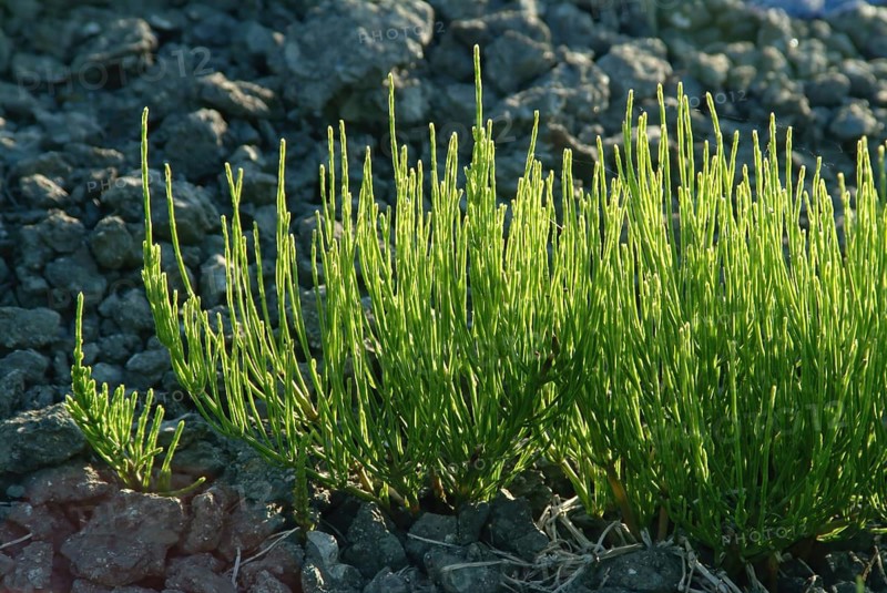 Field horsetail